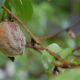 Some Initial Thoughts on Brown Rot