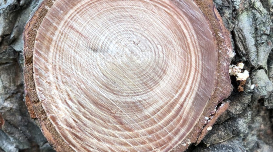 Pruning Cycles for Profit