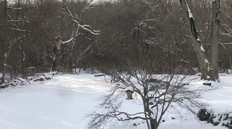 The Bird Feeders