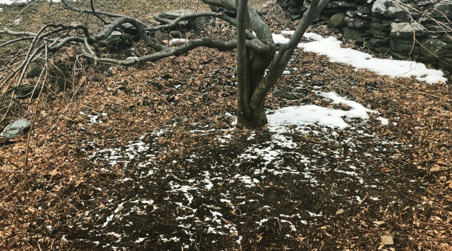 Beneficial Fauna on Individual Tree Sites