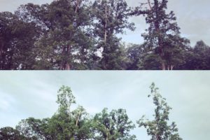 Prioritizing Tree Care In the Large Landscape