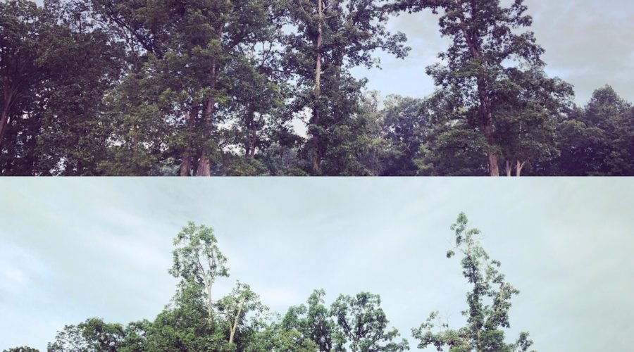 Prioritizing Tree Care In the Large Landscape